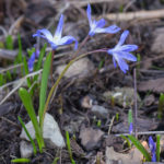 <em>Chionodoxa forbesii</em> 03/03/2021