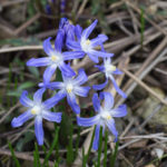 <em>Chionodoxa forbesii</em> 09/03/2019