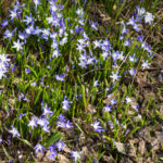 <em>Chionodoxa forbesii</em> 16/03/2021