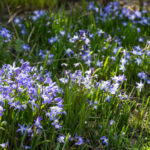 <em>Chionodoxa forbesii</em> 18/03/2020