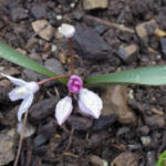 <em>Chionodoxa forbesii</em> 24/03/2017