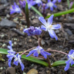 <em>Chionodoxa forbesii</em> 24/03/2017