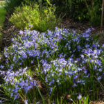 <em>Chionodoxa forbesii</em> 28/03/2021