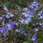 Première année de plantation, entre les plants de geranium Rozanne