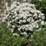 <em>Choisya x dewitteana</em> ‘White Dazzler’ 11/05/2016