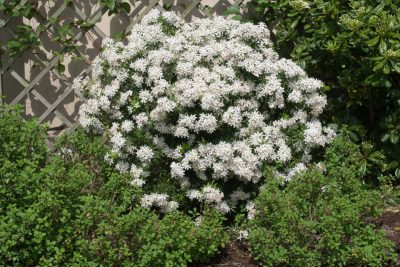Une boule de fleurs de 1 mètre en tous sens.