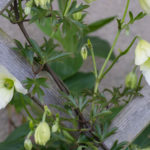 <em>Clematis (Forsteri Grp.)</em> 'Early Sensation' 01/05/2016