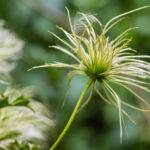 <em>Clematis (Forsteri Grp.)</em> 'Early Sensation' 03/07/2021