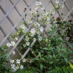 <em>Clematis (Forsteri Grp.)</em> 'Early Sensation' 06/05/2016