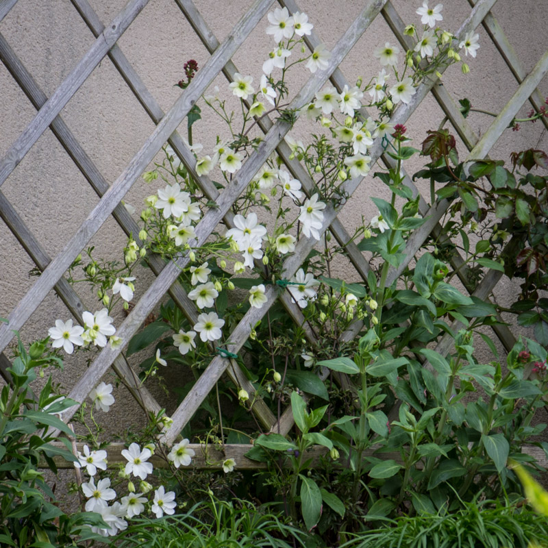 Pleine floraison début mai