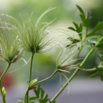 <em>Clematis (Forsteri Grp.)</em> 'Early Sensation' 07/06/2016