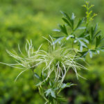 <em>Clematis (Forsteri Grp.)</em> 'Early Sensation' 07/06/2016