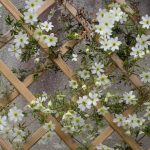 <em>Clematis (Forsteri Grp.)</em> 'Early Sensation' 22/04/2025