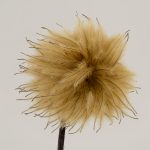 <em>Clematis</em> 'Guernsey Cream'