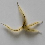 <em>Clematis</em> 'Guernsey Cream'