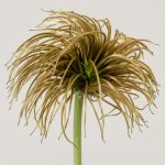 <em>Clematis</em> 'Guernsey Cream'