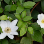 <em>Clematis</em> 'Guernsey Cream' 09/06/2026
