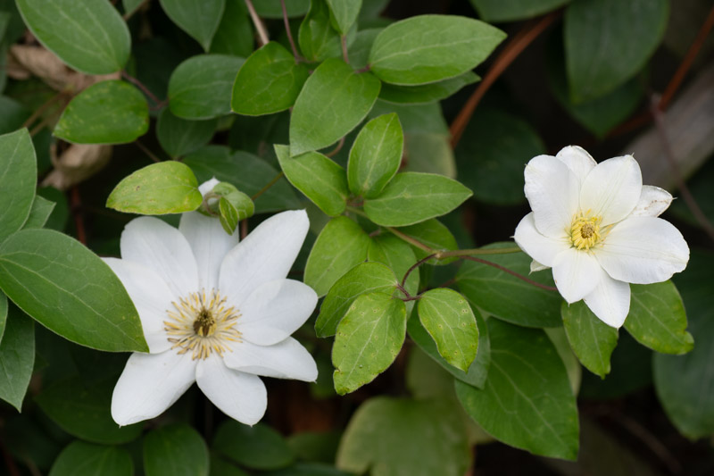 Petite remontée florale en juin 2026