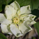 <em>Clematis</em> 'Guernsey Cream' 11/04/2019