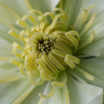 <em>Clematis</em> 'Guernsey Cream' 16/05/2016