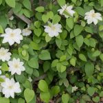 <em>Clematis</em> 'Guernsey Cream' 22/04/2025