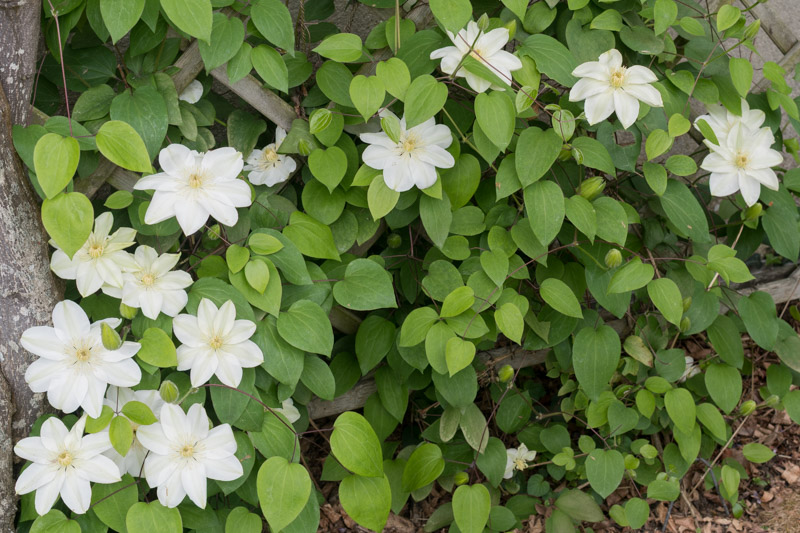 Floraison de printemps 2025