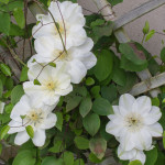 <em>Clematis</em> 'Guernsey Cream' 24/04/2015