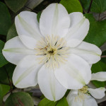 <em>Clematis</em> 'Guernsey Cream' 24/04/2015