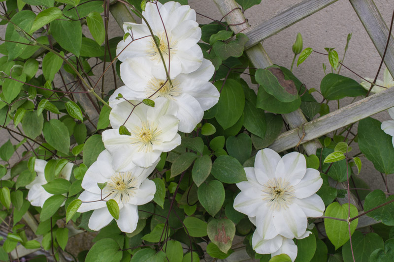 Clematis 'Guernsey Cream' 24/04/2015