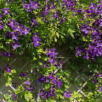 <em>Clematis</em> 'Jackmanii' 01/07/2015