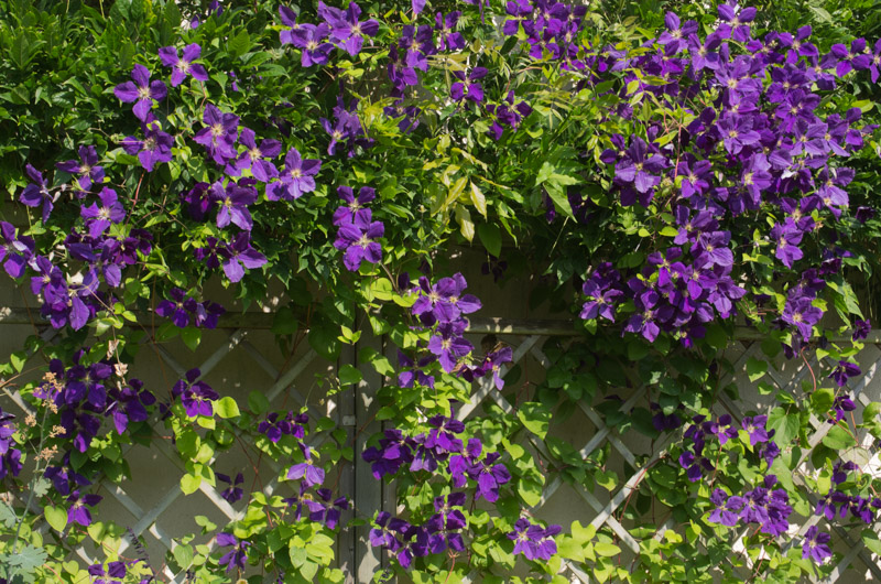 Clematis 'Jackmanii' 01/07/2015