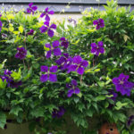 <em>Clematis</em> 'Jackmanii' 21/06/2016