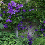 <em>Clematis</em> 'Jackmanii' 29/06/2018