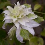 <em>Clematis</em> 'Maria Skłodowska Curie' 04/06/2024