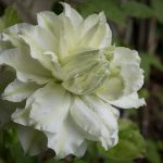 <em>Clematis</em> 'Maria Skłodowska Curie' 13/05/2025