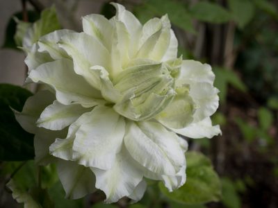 Fleur enfin épanouie !