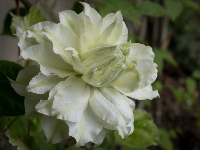Fleur enfin épanouie !
