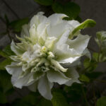 <em>Clematis</em> 'Maria Skłodowska Curie' 17/05/2026