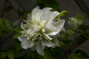 Floraison de mi-mai 2026
