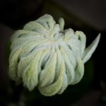 <em>Clematis</em> 'Maria Skłodowska Curie' 22/04/2025