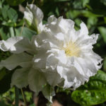 Première fleur après plantation