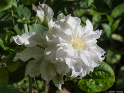 Première fleur après plantation