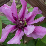 <em>Clematis</em> SAPHYRA Double Rose 'Cleminov29' 24/05/2015