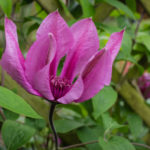 <em>Clematis</em> SAPHYRA Double Rose 'Cleminov29' 06/05/2020