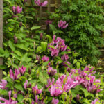 <em>Clematis</em> SAPHYRA Double Rose 'Cleminov29' 06/05/2020