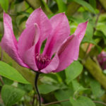 <em>Clematis</em> SAPHYRA Double Rose 'Cleminov29' 06/05/2020