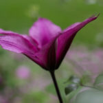 <em>Clematis</em> SAPHYRA Double Rose 'Cleminov29' 08/07/2016