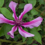 <em>Clematis</em> SAPHYRA Double Rose 'Cleminov29' 09/05/2020