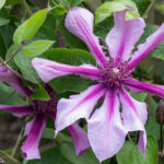 <em>Clematis</em> SAPHYRA Double Rose 'Cleminov29' 12/05/2022