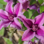 <em>Clematis</em> SAPHYRA Double Rose 'Cleminov29' 13/09/2014